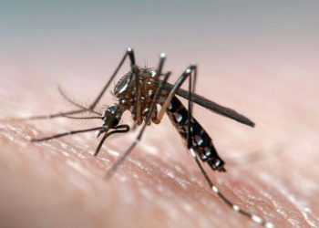 डेंगुको संक्रमणबाट ५ जनाको मृत्यु