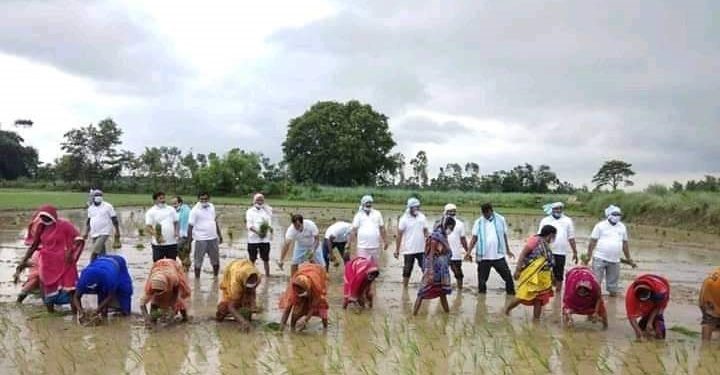 आज  राष्ट्रिय धान दिवस बिभिन्न कार्यक्रम गरि मनाइँदै