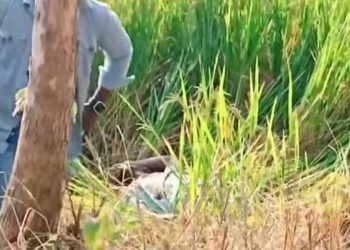 धान खेतमा एक युवक मृत फेला