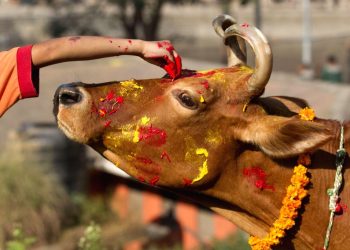 तिहारको तेस्रो दिन : आज गाईको पूजाआजा गरी मनाइँदैछ