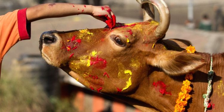 तिहारको तेस्रो दिन : आज गाईको पूजाआजा गरी मनाइँदैछ