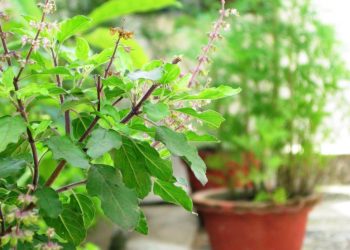 आज हरिबोधिनी एकादशी