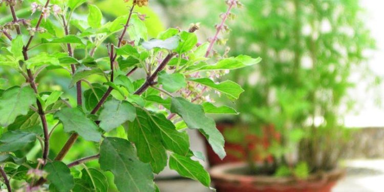 आज हरिबोधिनी एकादशी