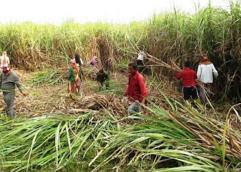 उखु कृषकलाई ८० करोड अनुदान भुक्तानी