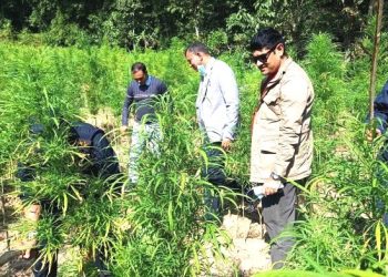 सर्लाहीमा प्रहरीले गरे गाँजा खेति  नष्ट