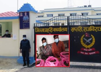 सप्तरीमा ८ किलो  गाँजा सहित दुई  जना  पक्राउ