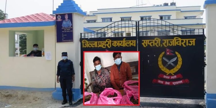 सप्तरीमा ८ किलो  गाँजा सहित दुई  जना  पक्राउ