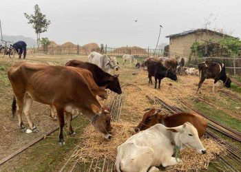 भन्सार छलि गरेर ल्याएको गाई, गोरु रौतहट प्रहरीको नियन्त्रणमा