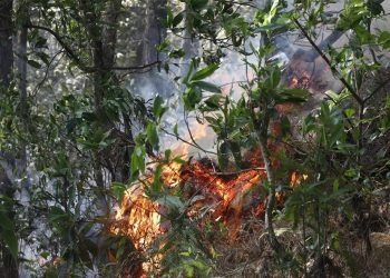 आनन्दवनमा भीषण आगलागी