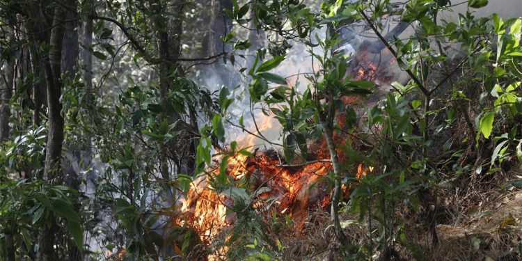 आनन्दवनमा भीषण आगलागी