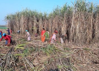 एभरेष्ट सुगर मिलबाट उखु किसानले पाए भुक्तानी