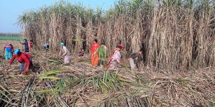 एभरेष्ट सुगर मिलबाट उखु किसानले पाए भुक्तानी