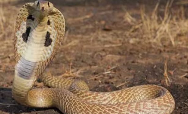 आई बिसहारा पुजा हर्सोहलासक संग मनाईब रहल