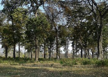 धनुषामा वन क्षेत्रको ८३७ हेक्टर जमिन अतिक्रमण