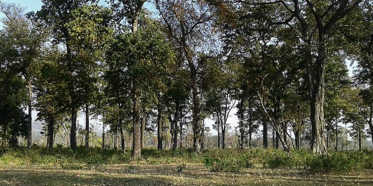 धनुषामा वन क्षेत्रको ८३७ हेक्टर जमिन अतिक्रमण