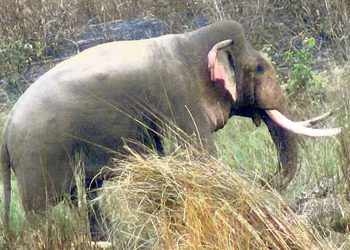 झापामा हात्तीको आक्रमणबाट एक जनाको मृत्यु