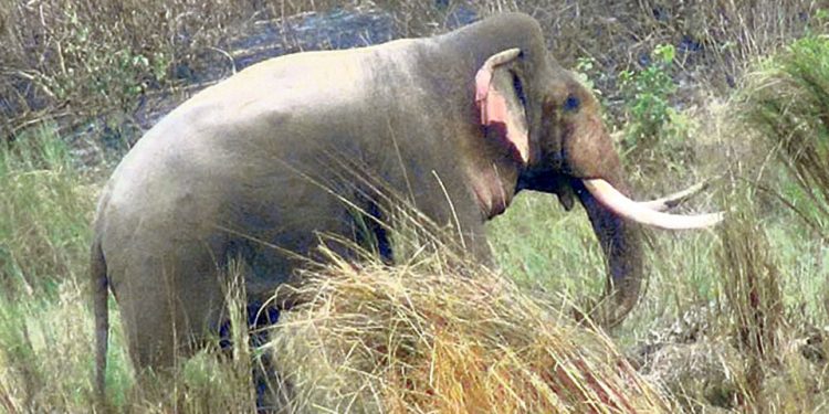 झापामा हात्तीको आक्रमणबाट एक जनाको मृत्यु