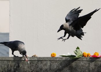 कात्तिक कृष्ण त्रयोदशीको अवसरमा आज काग तिहार मनाइँदै