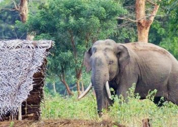 हात्तीले आक्रमण गर्दा एक महिलाको मृत्यु
