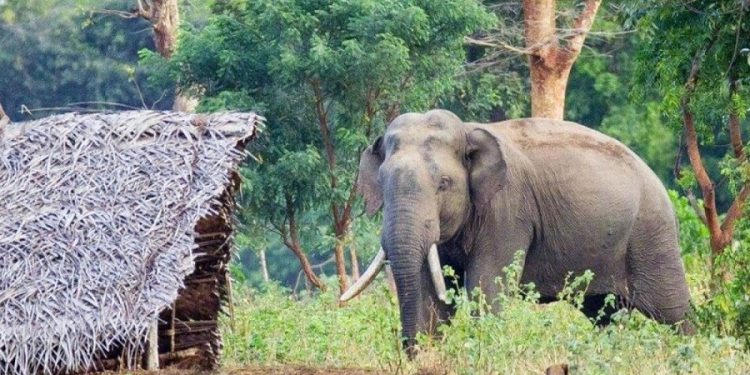 हात्तीले आक्रमण गर्दा एक महिलाको मृत्यु
