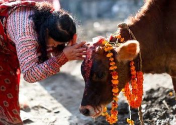 तिहारको चौथो दिन आज गाईको पूजा गरिँदै