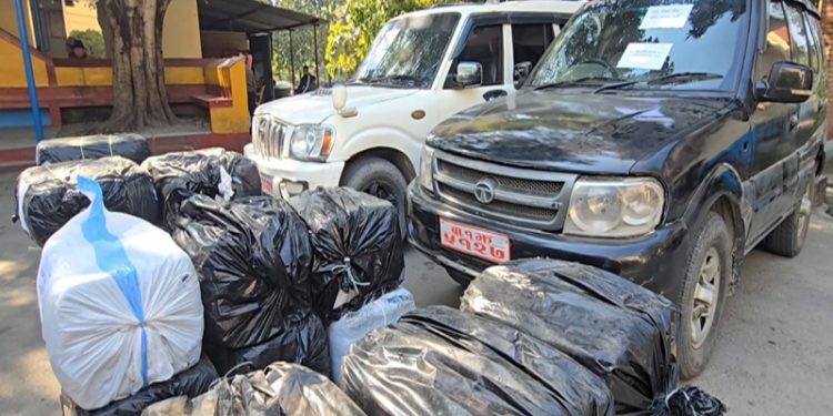 सरकारी नम्बर प्लेट भएका गाडीबाट ६९० किलो गाँजा बरामद