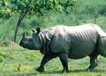 गैंडाको आक्रमणबाट एकको मृत्यु