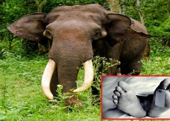 हात्तीको आक्रमणमा परेर एक जनाको मृत्यु