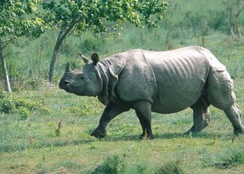 गैँडाको आक्रमणले एक महिलाको शव