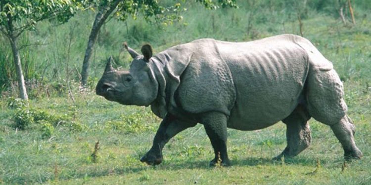 गैँडाको आक्रमणले एक महिलाको शव