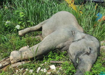 चितवनमा सुरक्षाकर्मीबाट गोली लागेर हात्तीको मृत्यु