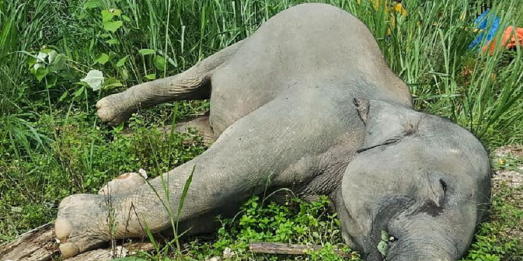 चितवनमा सुरक्षाकर्मीबाट गोली लागेर हात्तीको मृत्यु
