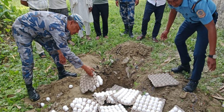 सशस्त्र प्रहरी बलले मुख्यमन्त्री सिँहको निर्देशनमा सेतो अण्डा नष्ट गर्दै
