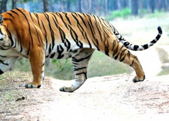 सप्तरीमा बाघ पस्यो २ जना घाइते