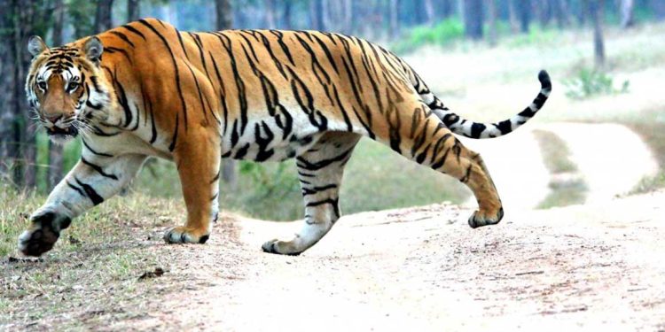 सप्तरीमा बाघ पस्यो २ जना घाइते