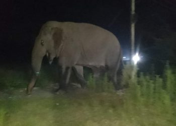 सप्तरीमा हात्तीको आक्रमणबाट एक किसानको मृत्यु