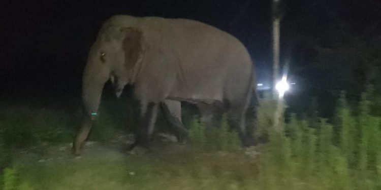 सप्तरीमा हात्तीको आक्रमणबाट एक किसानको मृत्यु