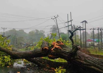 हावाहुरीबाट रुख ढल्दा ३ जनाको मृत्यु, ७ जना घाइते