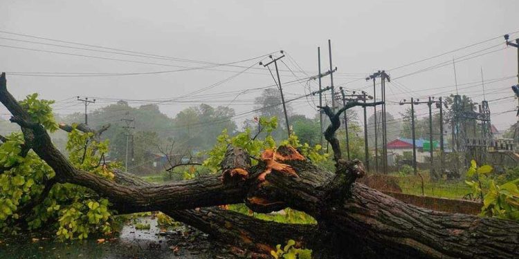 हावाहुरीबाट रुख ढल्दा ३ जनाको मृत्यु, ७ जना घाइते
