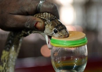 सर्पदंशको औषधि र रेबिजविरुद्धको खोप सातै प्रदेशमा आपूर्ति
