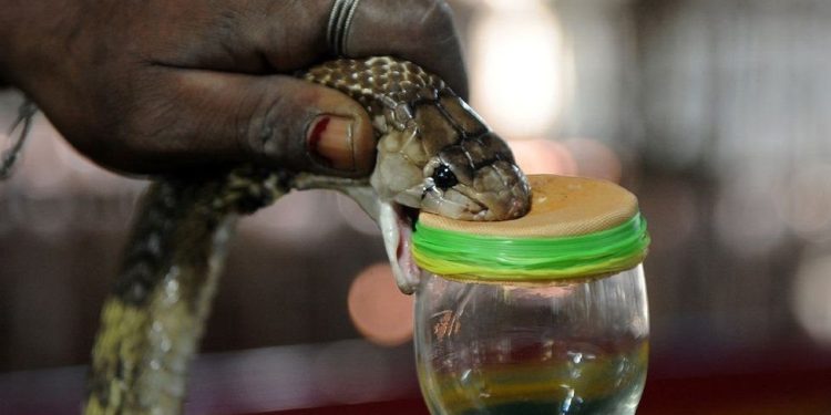 सर्पदंशको औषधि र रेबिजविरुद्धको खोप सातै प्रदेशमा आपूर्ति
