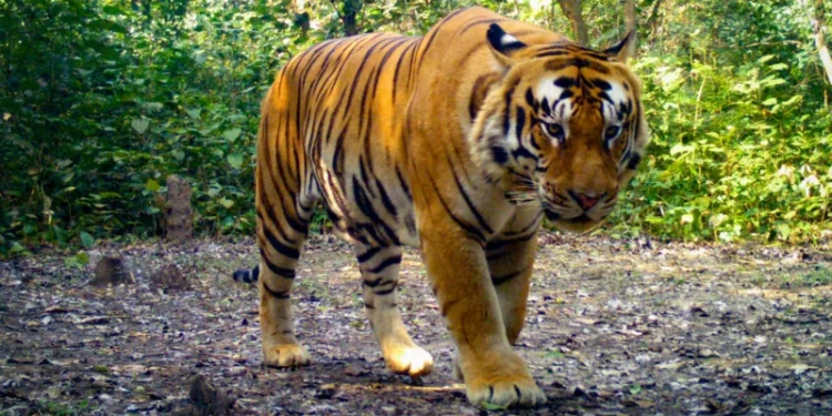 बाघको आक्रमणले १ जनाको मृत्यु