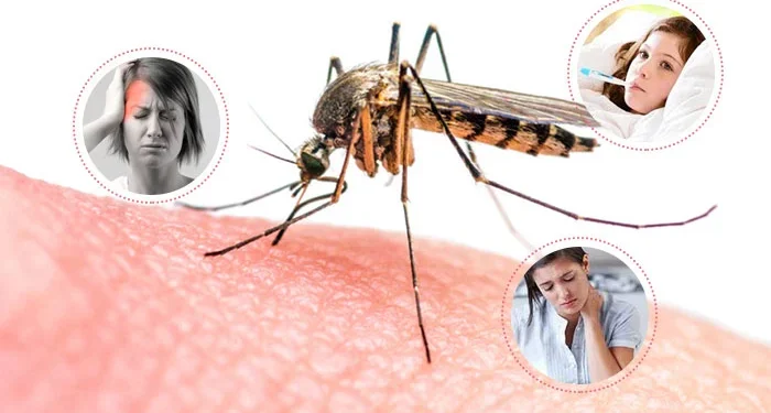काठमाडौं डेंगु संक्रमणको रेड जोनमा