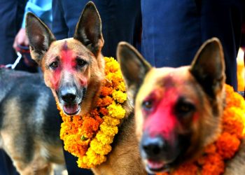 ‘कुकुर तिहार’ मनाउँदै, तर प्रेम केवल एक दिनका लागि?