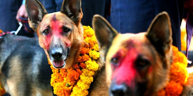 ‘कुकुर तिहार’ मनाउँदै, तर प्रेम केवल एक दिनका लागि?