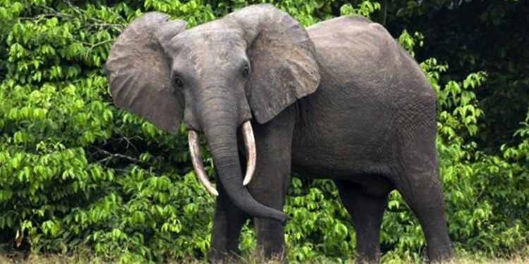 पथलैया–निजगढ सडकमा जंगली हात्तीको आतंकले ट्रक चालकको मृत्यु