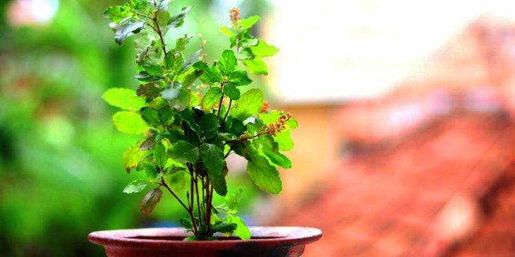 आज हरि बोधिनी एकादशी, विशेष पूजा गर्दै