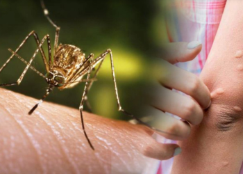 लामखुट्टेबाट सर्ने जापानी इन्सेफ्लाइटिसको जोखिम बढ्दो