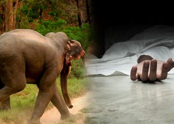 सुन्दरहरैचामा हात्ती आतंकः ६० वर्षीय पुरुषको ज्यान गयोा