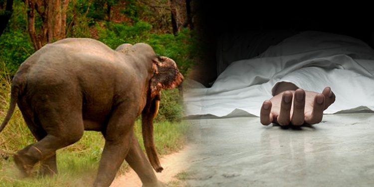 सुन्दरहरैचामा हात्ती आतंकः ६० वर्षीय पुरुषको ज्यान गयोा